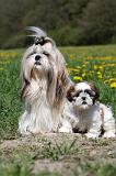 SHIH TZU 229